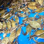 知多半島産のワタリガニです！身入りが良く甘く、なめらかな食感をご堪能ください！