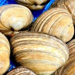 知多半島産の大アサリ。 貝類好きには外せない一品